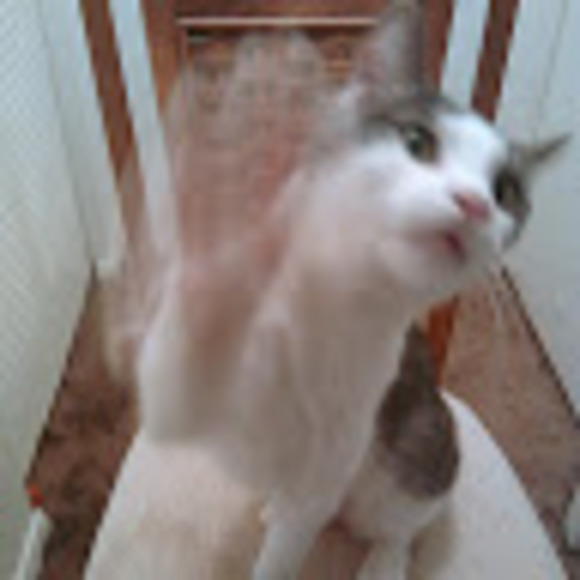 Meet your Posher, Lisa - Picture 1 of 16